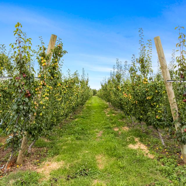 shepparton fruit orchard