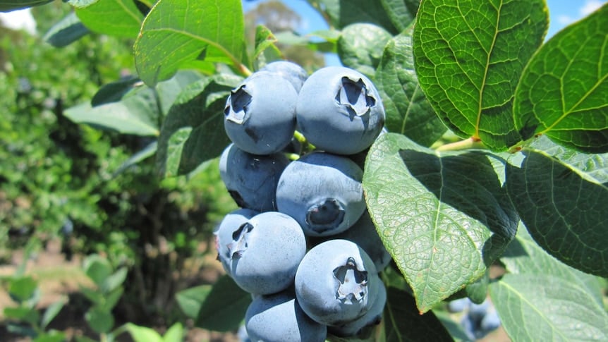 blueberry plant in coffs harbour